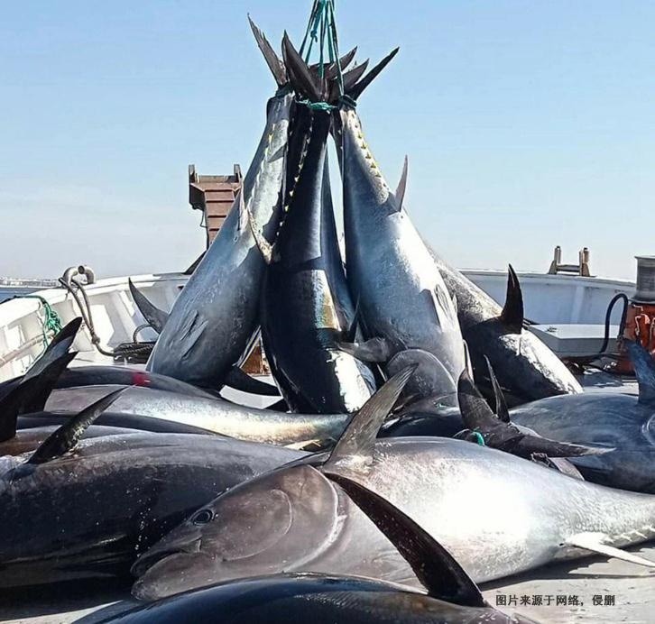 日本藍鰭金槍魚進口報關流程