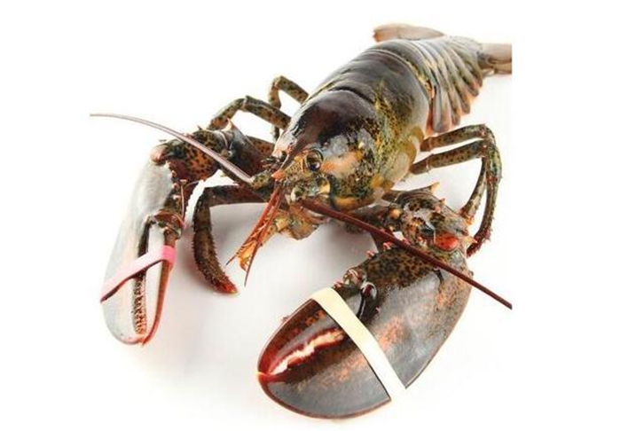 鮮活龍蝦進口清關