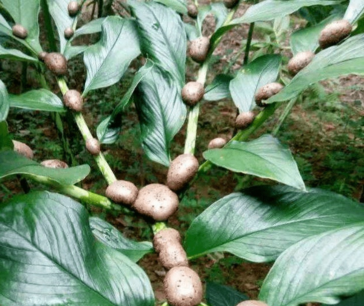 比利時魔芋進口報關