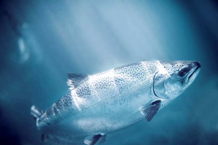 三文魚進口報關(guān)所需資料