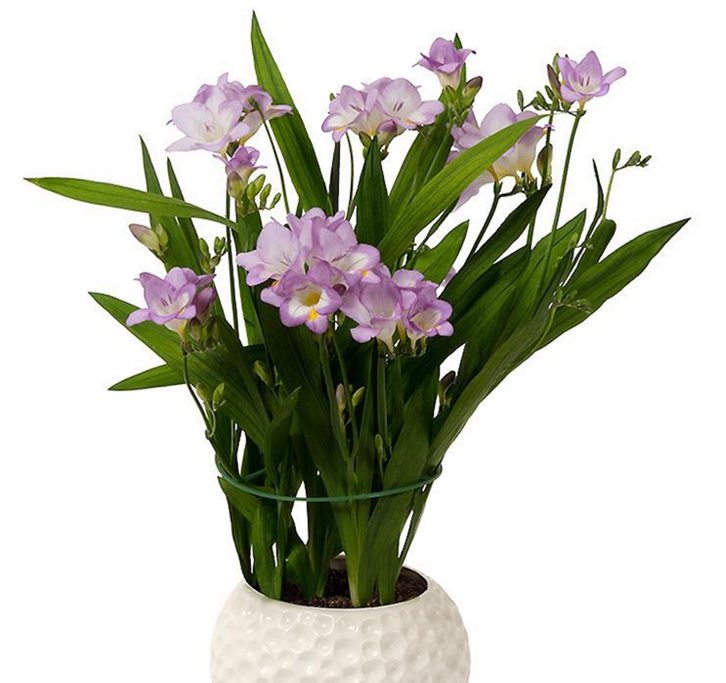 進口觀賞植物報關資料