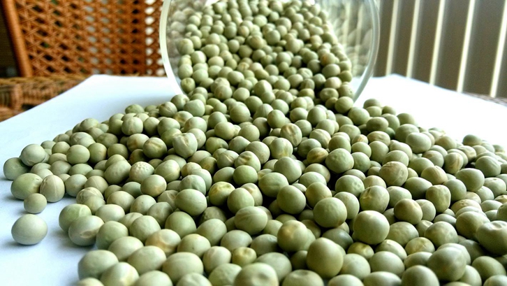 飼用豌豆進(jìn)口報關(guān)資料