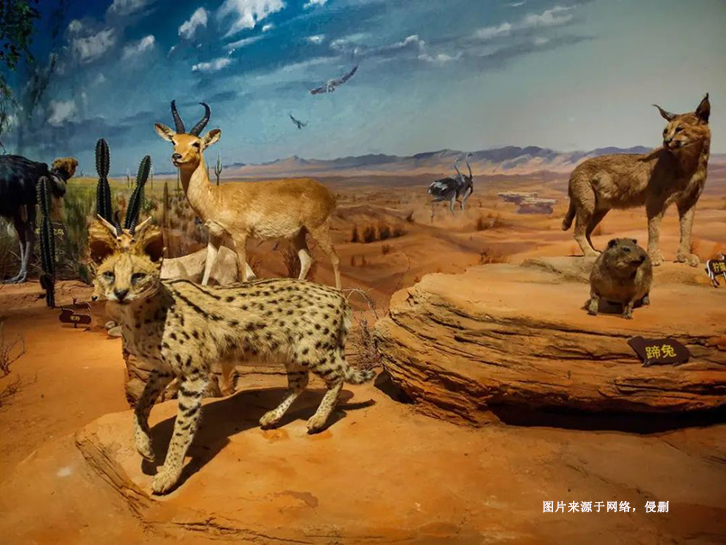 瀕危野生動物標本進口報關(guān)流程