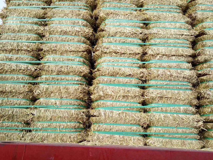 澳大利亞燕麥草進口報關資料