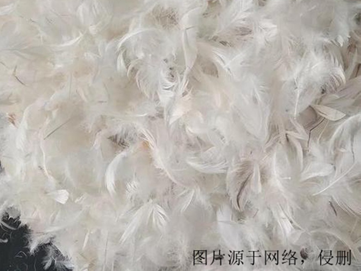 越南鴨毛進口報關資料