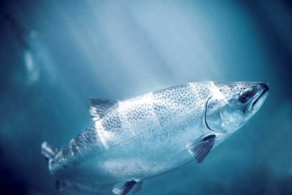 三文魚進口報關所需資料_進口三文魚報關費用