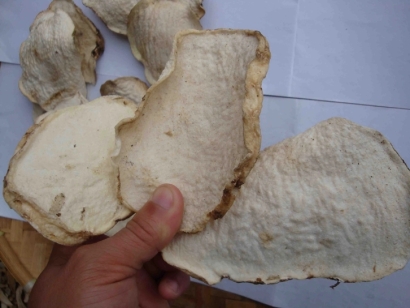 進(jìn)口魔芋干片報關(guān)報檢要求-超齊全