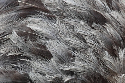 鴕鳥毛進口廣西清關(guān)代理流程以及進口鴕鳥毛資料