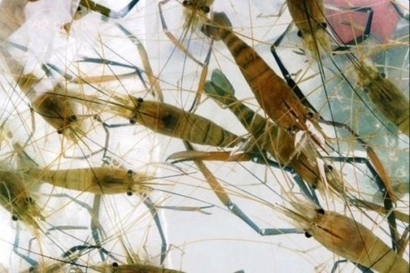 深圳空運(yùn)進(jìn)口印尼海鮮報(bào)關(guān)的費(fèi)用，重點(diǎn)來(lái)啦!