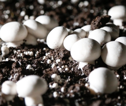 德國菌種進(jìn)口報(bào)關(guān)資料這7樣_食用菌種快速通關(guān)