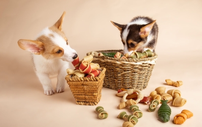 美國貓犬糧進(jìn)口清關(guān)