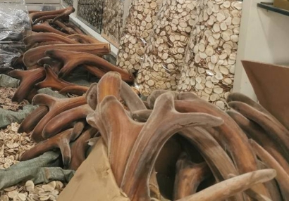 動物源性中藥材新西蘭鹿角進口報關流程手續及關稅