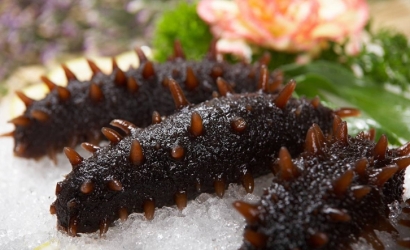 法國冰鮮海參進口報關(guān)公司:進口水產(chǎn)品報關(guān)流程