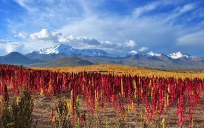 天津藜麥進口報關(guān)代理