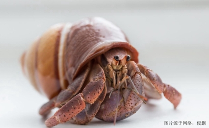 廣州進(jìn)口摩洛哥椰子蟹報關(guān)流程_螃蟹進(jìn)口清關(guān)資料