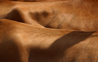 鹽干牛皮進(jìn)口清關(guān)