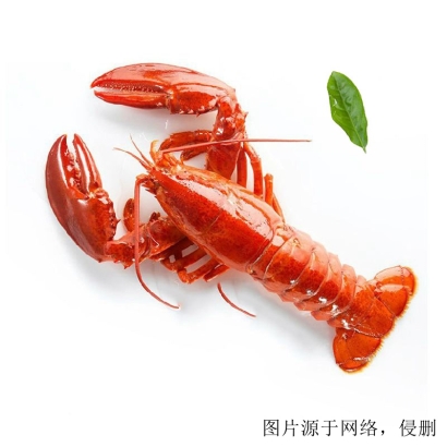 龍蝦進口怎么清關？加拿大龍蝦進口報關的流程單證