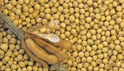 大豆進口清關費用大概多少-省時省力省錢