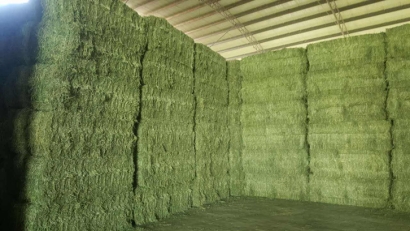 青島進口苜蓿草清關流程？苜蓿草進口準入國家