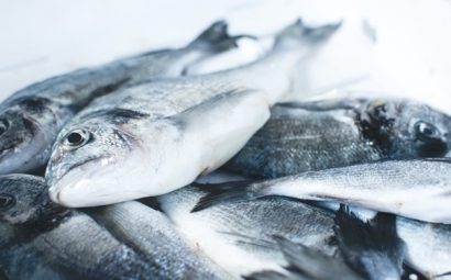 冷凍魚進口報關注意事項有這些，參考一下