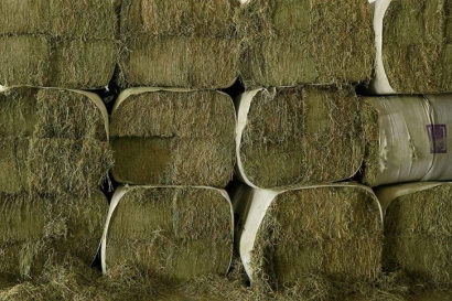 苜蓿草進(jìn)口清關(guān)流程_苜蓿草報關(guān)審批單證資料