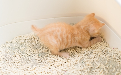 進口貓砂清關代理流程和資料