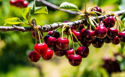 進口櫻桃報關申報流程是怎樣的？