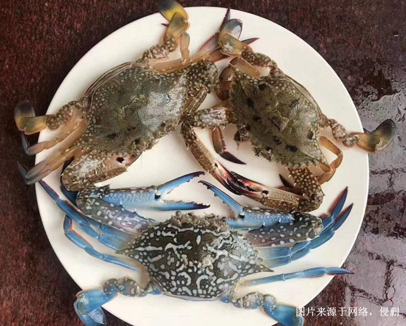 深圳進口冷凍螃蟹報關流程 深圳進口冷凍螃蟹報關流程