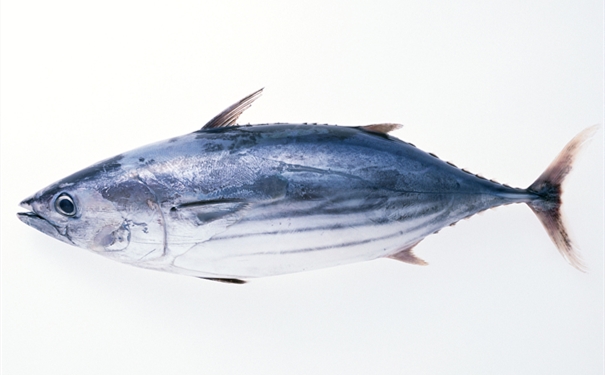進口凍大眼金槍魚報關有哪些需要注意的地方 進口凍大眼金槍魚報關