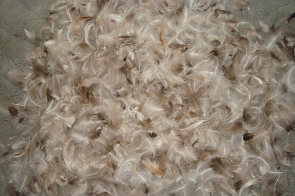 1639623341873747.jpg 越南鴨毛進(jìn)口報(bào)關(guān)沒(méi)有你想象得那么復(fù)雜_副本.jpg